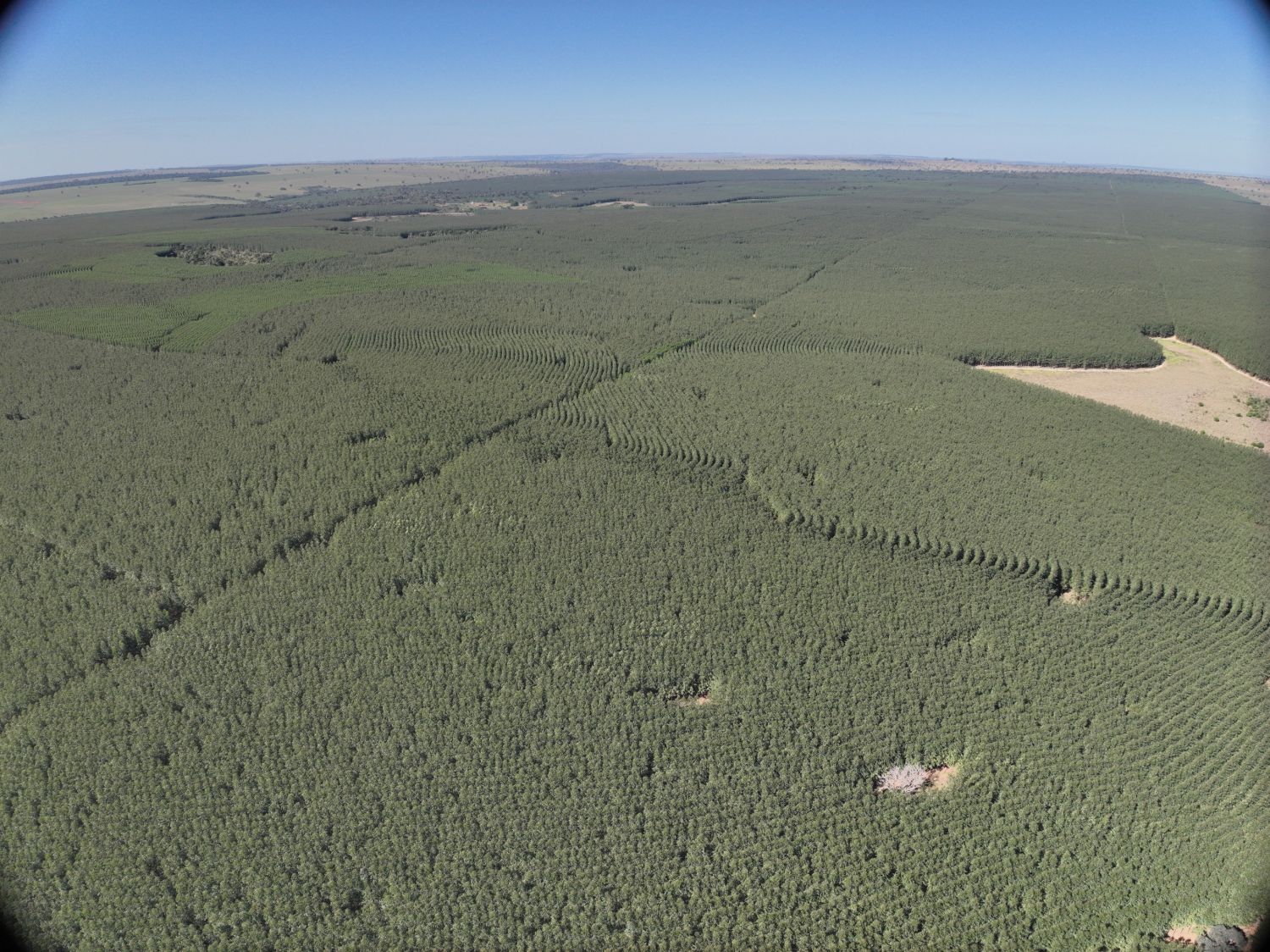 Vista aérea de plantio de eucalipto levantado com drone no Mato Grosso do Sul